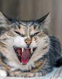 Close-up portrait of cat