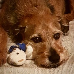 Close-up portrait of dog