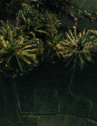 Close-up of tree trunk