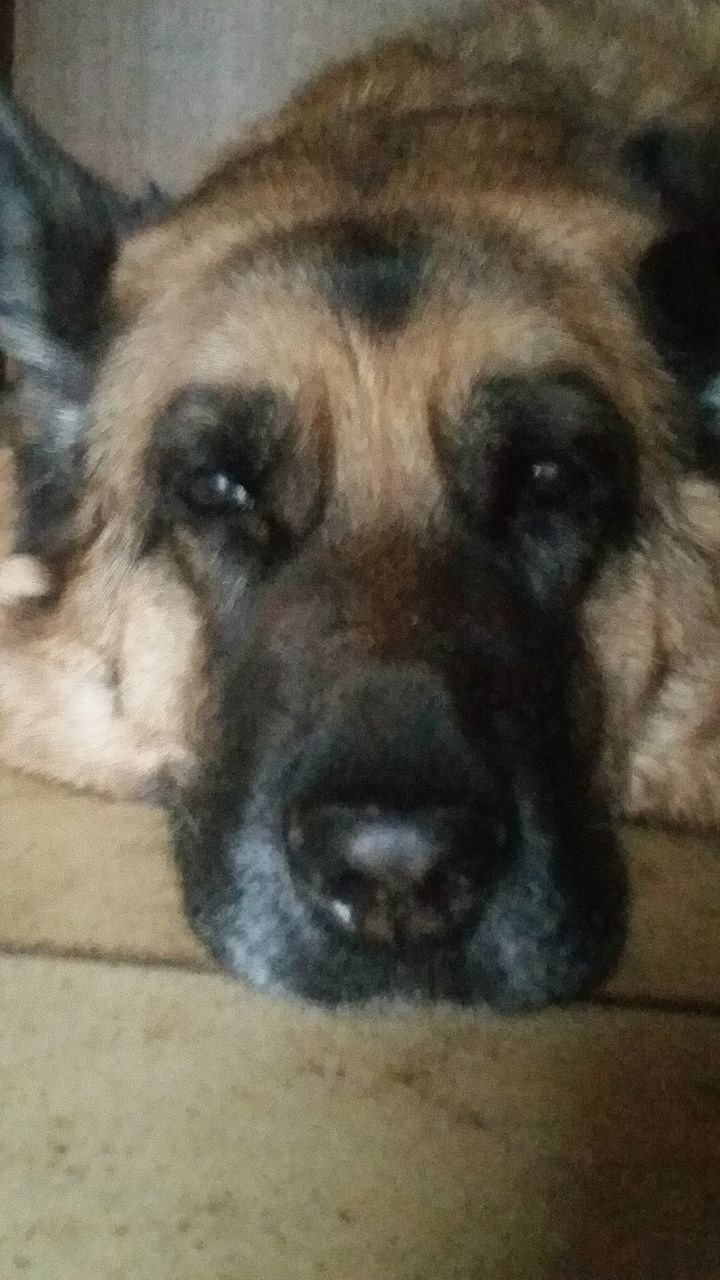 CLOSE-UP PORTRAIT OF DOG RELAXING AT HOME