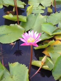 Close-up of lotus water lily in pond