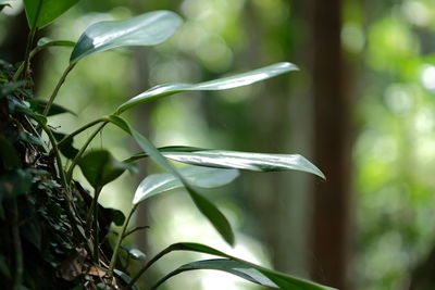 Close-up of plant growing in forest