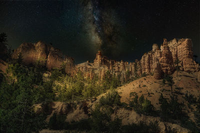 Plants growing on rock against sky at night