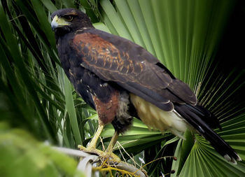 Close-up of bird perching on leaf