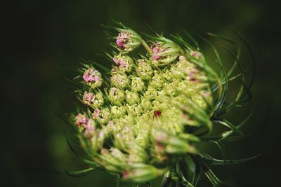 Close-up of flower plant