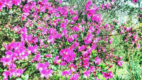 Close-up of pink flowers