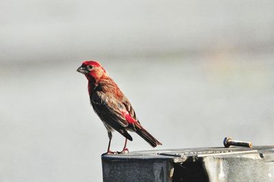 Close-up of bird perching on wooden post