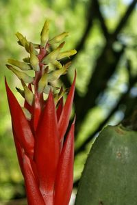 Close-up of red flower