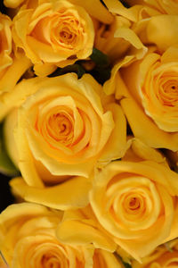 Full frame shot of yellow roses