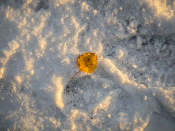 Close-up of yellow butterfly
