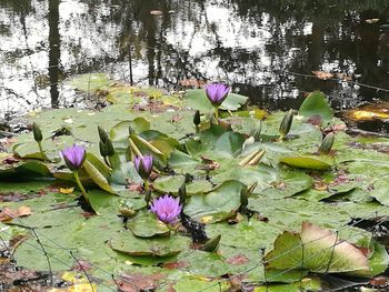 Close-up of lotus water lily