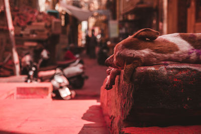 Dog sleeping in a city