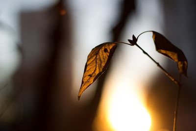 Close-up of dried leaf on plant