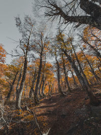 Low angle view of trees against sky