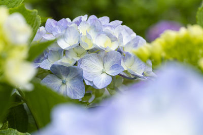 Close-up of purple hydrangea flowers