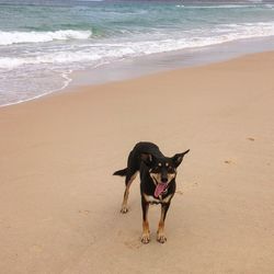 Dog on beach