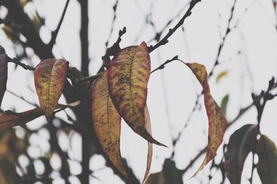 Close-up of dry leaves on branch