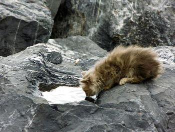 Cat drinking water on rock