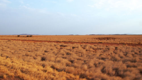 Scenic view of field against sky