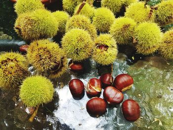 High angle view of berries growing in water