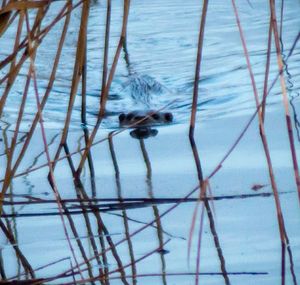 Low angle view of spider
