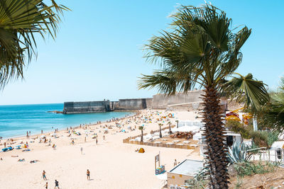 Palm trees on beach against clear sky