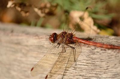 Close-up of dragonfly on wood