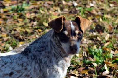 Close-up portrait of horse