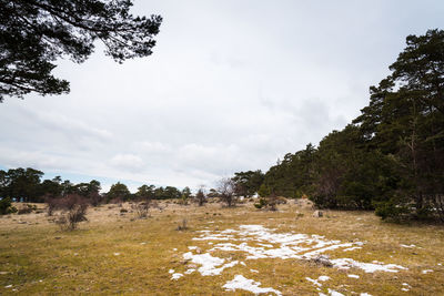 View of trees on landscape against sky