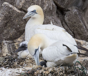 Gannets on rock