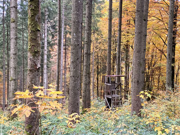 Pine trees in forest during autumn