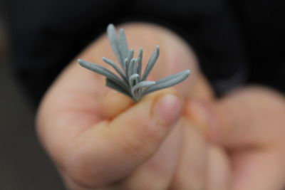 Close-up of hand holding rosemary