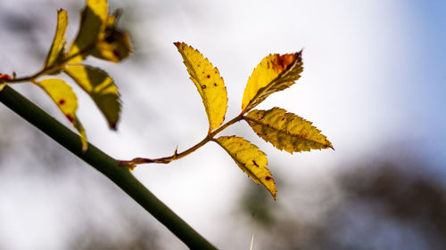 Close-up of yellow leaves on plant against sky