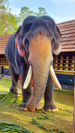 indian elephant