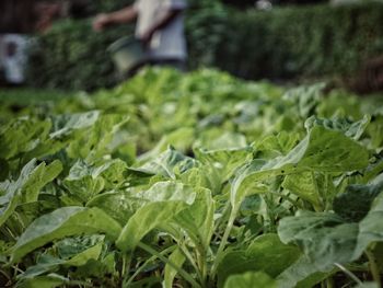 Plants growing on farm