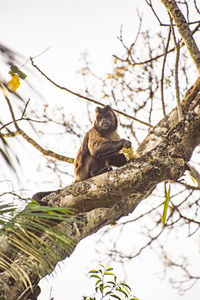 Low angle view of squirrel sitting on tree against sky