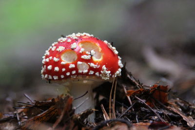 Close-up of mushroom growing on field