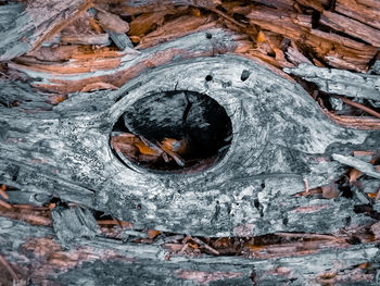 Close-up of hole in tree trunk