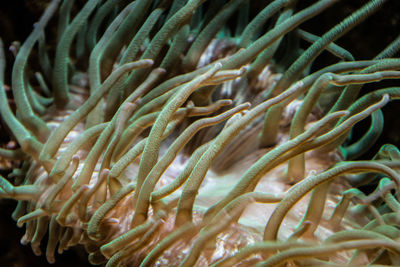 Close-up of coral in sea