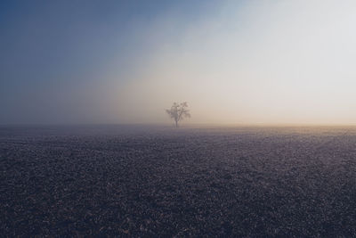 Scenic view of tree on foggy field