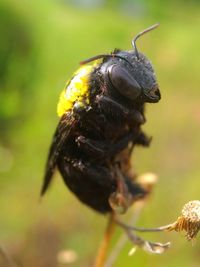 Close-up of bee on flower