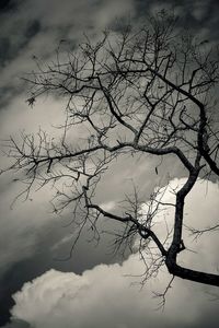 Bare tree against sky