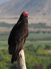 Side view of vulture on pole 