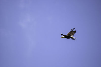 Low angle view of bird flying