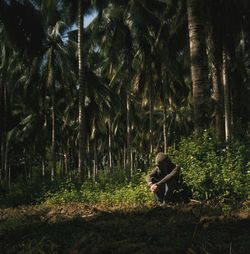 Trees in forest