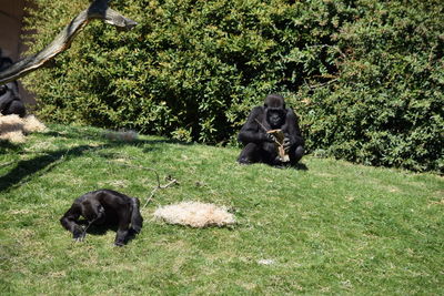 Monkeys on grass