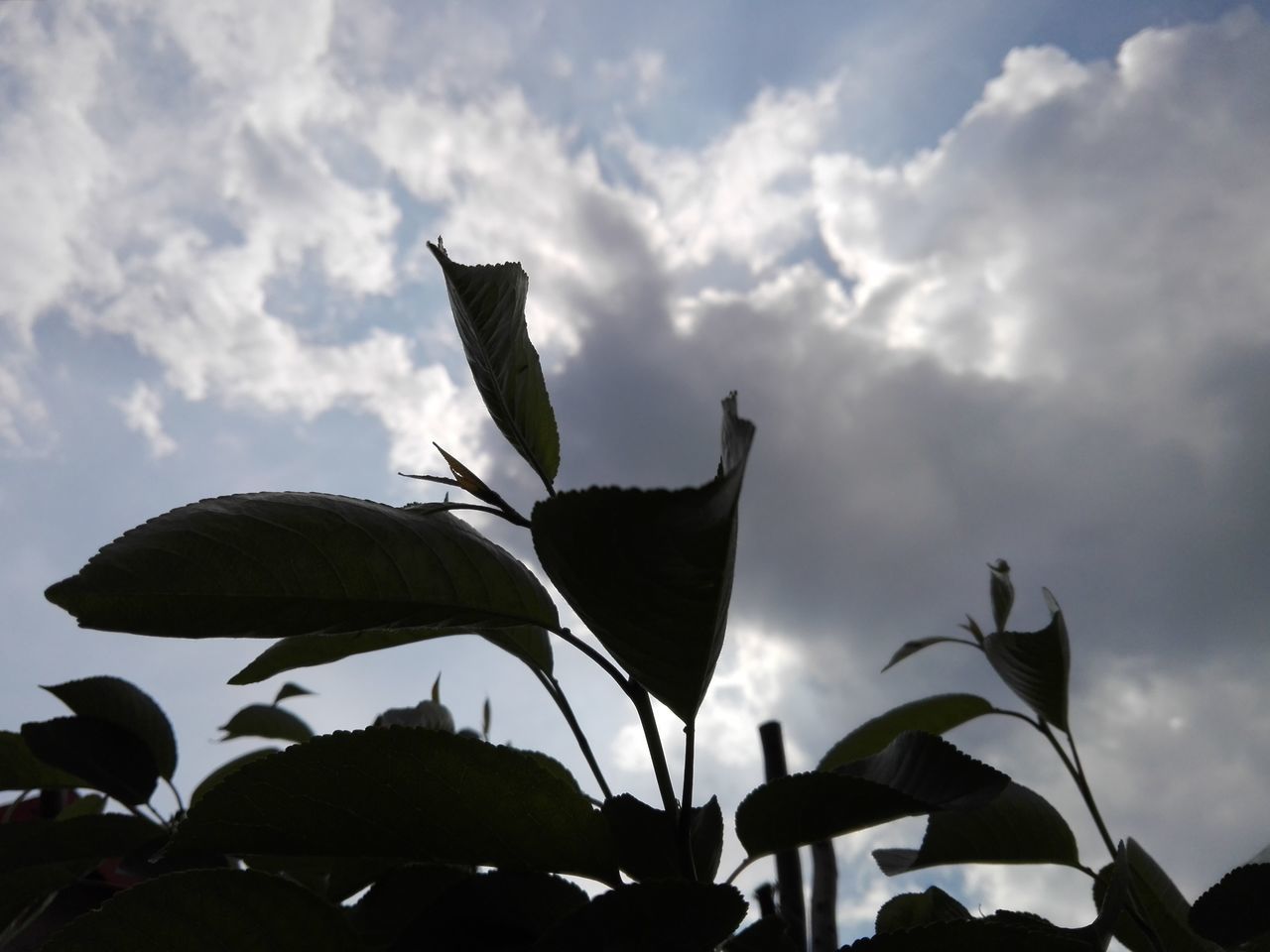 Leaves silhouettes uppon clouds