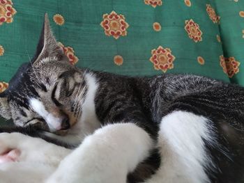 Close-up of cat sleeping
