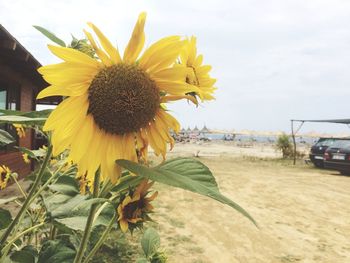 Close-up of sunflower blooming against sky