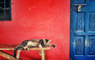 Cat sleeping against brown wall